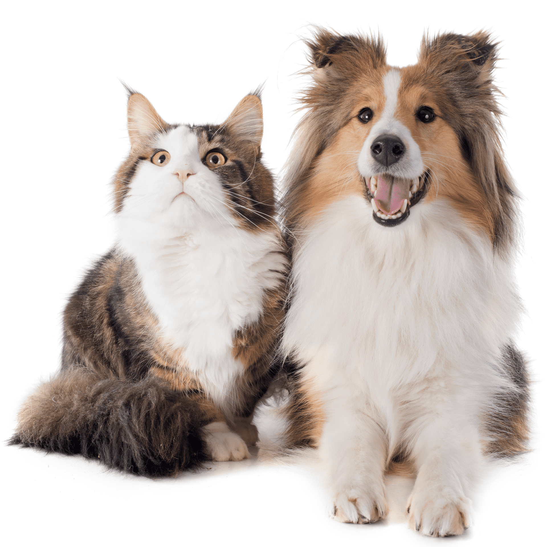Deep learning permite detectar la presencia de perros o gatos en esta foto